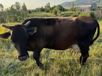 Mucca, Bovini — foto 7