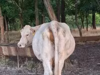Kuh, Charolais cattle — Foto 8