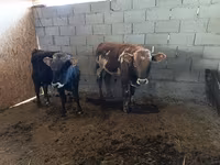 Stier, Runderen — foto 1