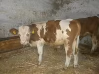 Stier, Simmental cattle — foto 3