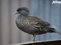Ducks — عکس 3