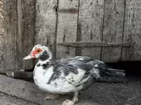 Ducks — 사진 1