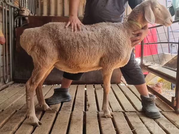 میش, Arashan sheep