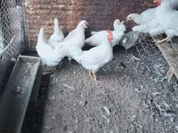 Leghorn — foto 2