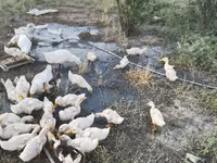 Ducks — foto 5