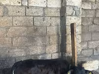 Stier, Roodgevlekte ras — foto 8