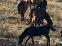 اسب (گروه، جنسیت مشخص نشده), Kazakh horse — عکس 2