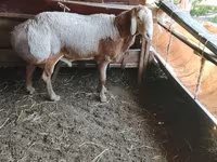 ভেড়ার পাঁঠা, Arashan sheep — ছবি 1
