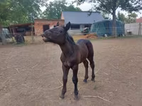 კვიცი, Hungarian horse breed — ფოტო 4