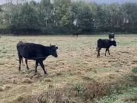Cow, Wagyu — photo 1