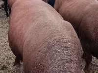 گاو نر, گاو سفیدسر قزاقستانی — عکس 7