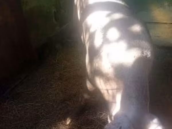 Doofaar dhaddig, Pigs