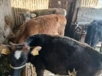Sapi, Cattle — foto 3