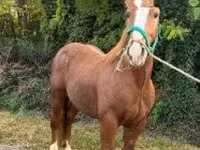 Kuda jantan, Andalusian horse — foto 3