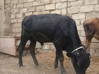 Byk, Russian Black pied cattle — zdjęcie 3