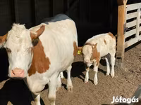 گاو ماده, Simmental cattle — عکس 5