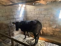 암소, Swiss cattle — 사진 2