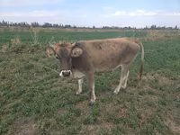 Lembu betina, Brown Mountain — foto 1
