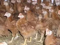 Chickens — تصویر 3