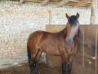 گھوڑا, Thoroughbred horse — تصویر 6
