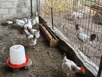 Ադլեր Սիլվեր — լուսանկար 4
