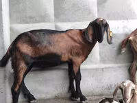 بز نر, Nubian Goat — عکس 6