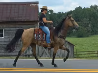 Kuda betina, Missouri foxtrotter — foto 8