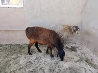 ஆண் ஆடு, ஆடுகள் — புகைப்படம் 3