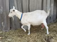 Buk, Saanen goat — foto 8