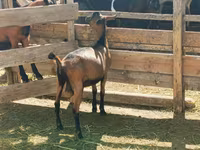 Buk, Nubian Goat — foto 5