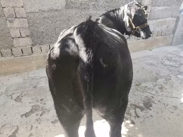 Cow, Aberdeen-Angus