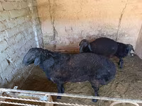 Ram, Schapen — foto 2