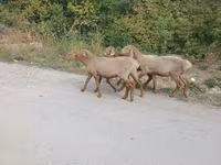 Får, Arashan sheep — foto 5