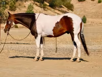 Kuda jantan, National Show Horse — foto 8