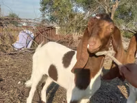 Ешкі, Kamori goats — 2-сурет
