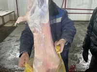 Oaie, Krasnoyarsk sheep — foto 7