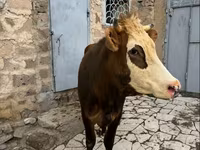 암소, Simmental cattle — 사진 6