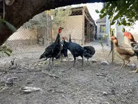Turkeys — 照片 1