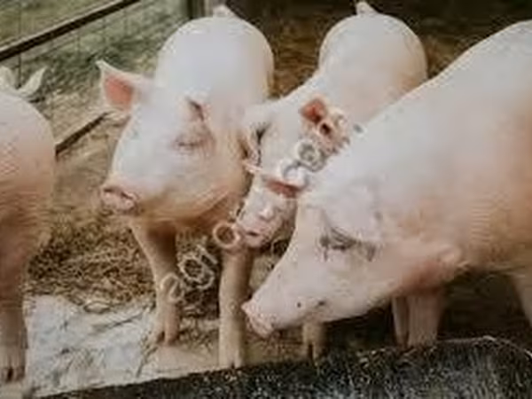 Scroafă, Porci