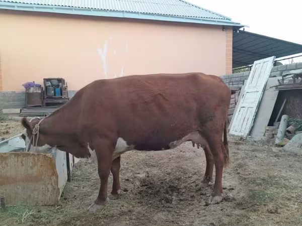 암소, Latvian Blue cattle