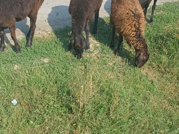 میش, گوسفند