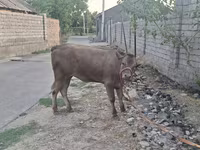 Lembu jantan, Cattle — foto 1