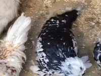 Chickens — Foto 2
