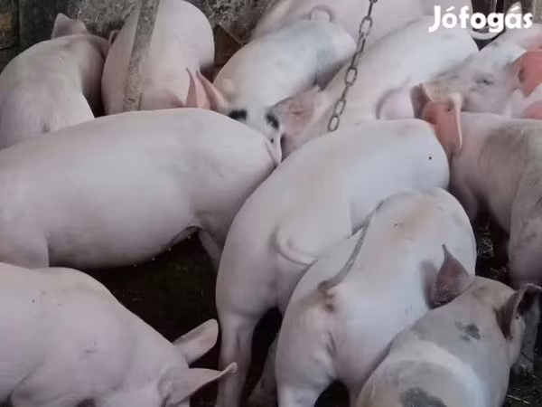 Babi betina, Крупная белая