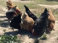 Chickens — foto 2