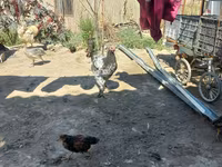 Chickens — foto 2