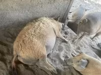 Babi (lot, jantina tidak dinyatakan), Мангалица — foto 2