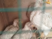 Chickens — 1. fotó