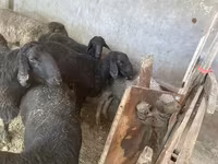 قوچ, گوسفند — عکس 4