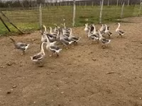 Geese — акс 7